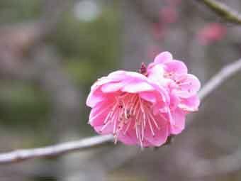 ピンク色の濃淡の八重唐梅の花弁をアップで撮影した写真
