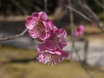 ピンク色の花弁が何層にも重なって咲いた八重唐梅アップで撮影した写真