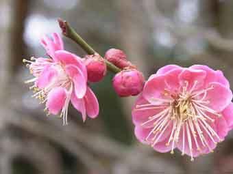 枝の先端に咲いた、ピンク色の花弁をつけた八重唐梅の花をアップで撮影した写真