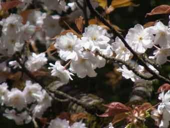 白色の花弁をつけた満開のヤエヤマザクラをアップで撮影した写真