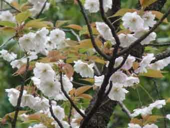 白い花びらをつけたヤエヤマザクラの花をアップで撮影した写真
