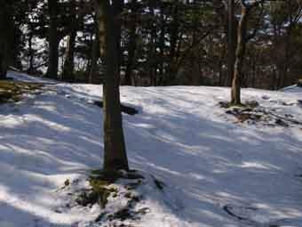 林に生えている樹木と地面に降り積もった雪が残る山崎山の写真