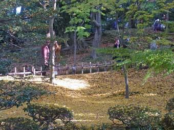 山崎山に生えているイチョウの木の落ち葉の黄色い絨毯を、観光客が見ている写真