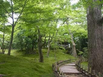 園内の細い遊歩道の両側に、苔が一面に敷き詰められ、樹々の葉がやさしい緑で茂っている山崎山の写真