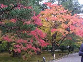 通りの左側の山崎山下苔地の木々の葉が、黄色や赤色に色づいている写真