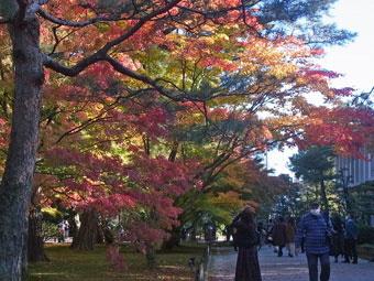奥まで真っすぐ続く散策路の左側の山崎山下苔地に生えている木々の葉が、紅葉で赤や黄色の色づいている写真