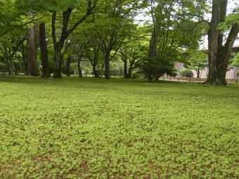 奥の樹々の葉と、手前の苔地が緑色に色づいている写真