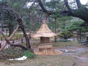 松の木が生えている庭園に置された寄石灯籠にこもが掛けられている写真