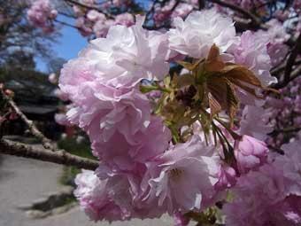淡いピンク色で一つの花に沢山の花びらがついているヨウキヒの写真