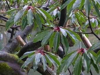 木に生えているユズリハの葉をアップで撮影した写真