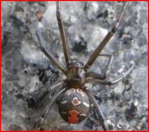 全体が黒色で背中に赤色のまだら模様のあるセアカゴケグモの写真
