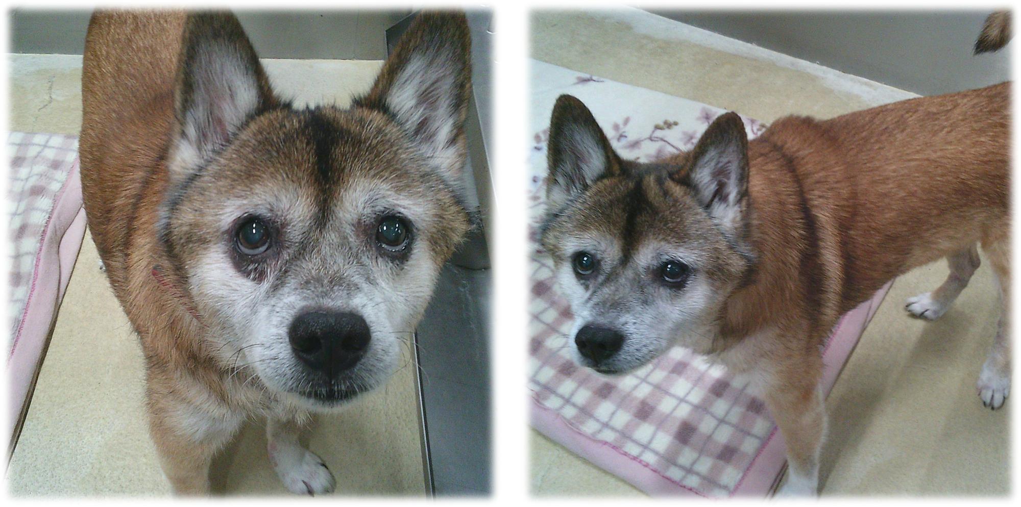 茶色の犬がこちらを見ています。