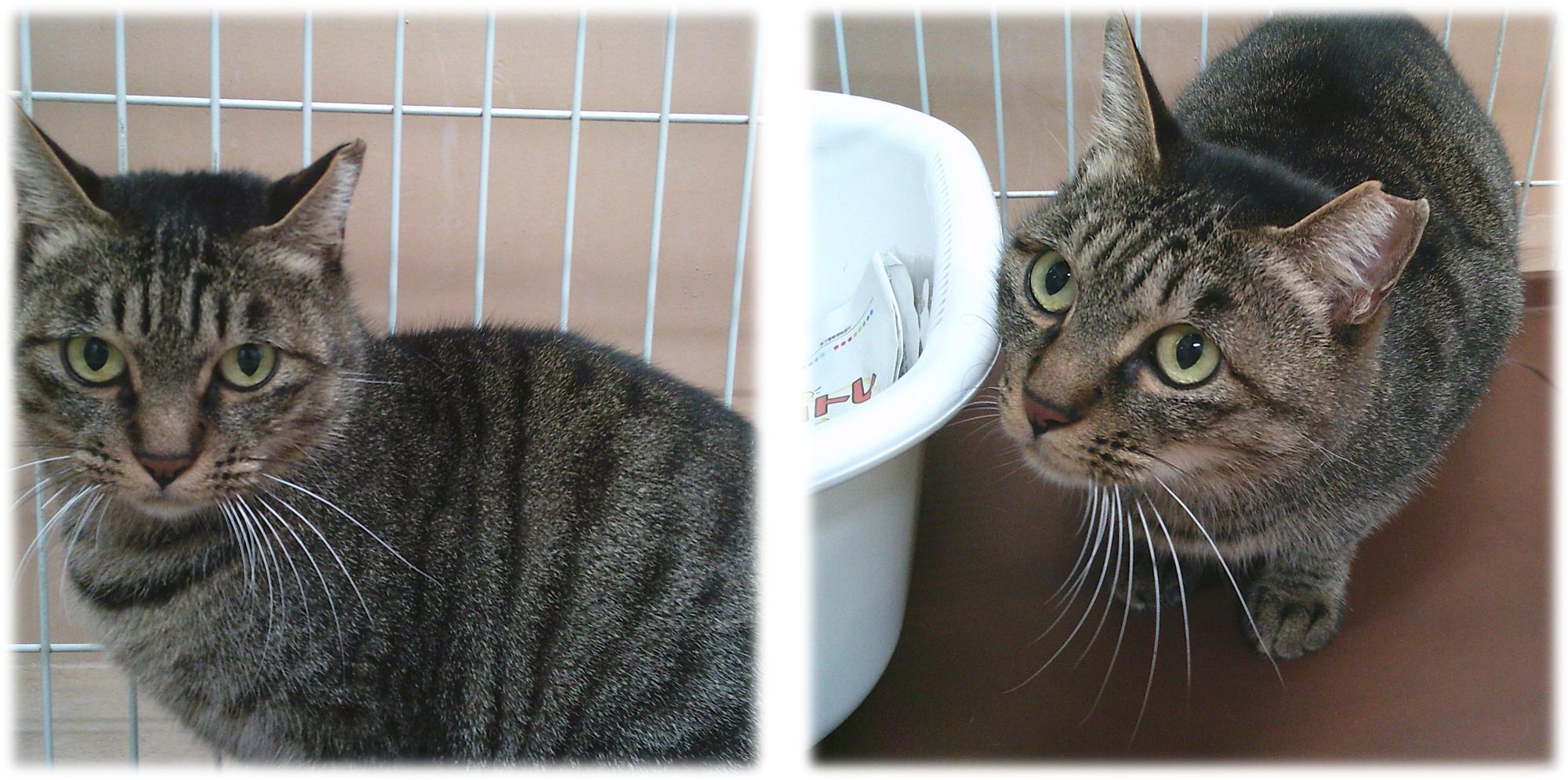 キジトラの猫がこちらを見ています。