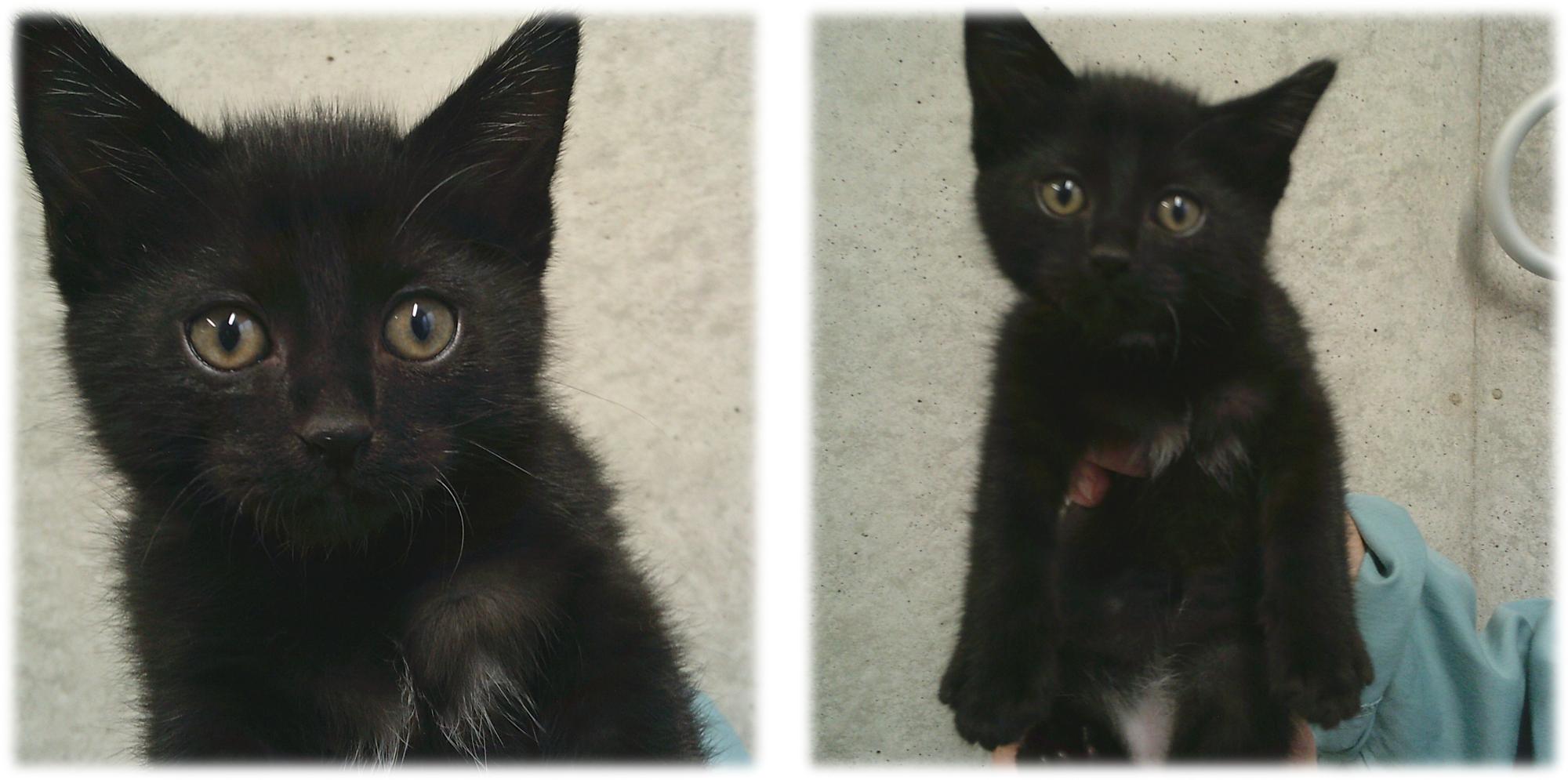 黒色の猫がこちらを見ています。