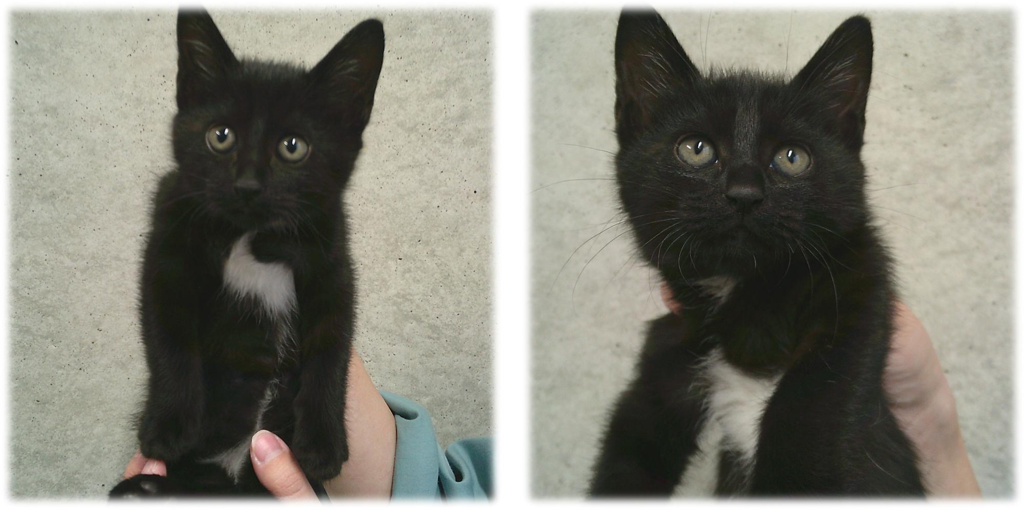 黒色の猫がこちらを見ています。