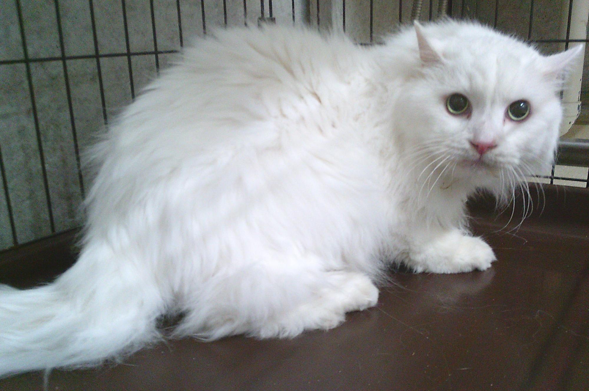 白色の猫がこちらを見ています。