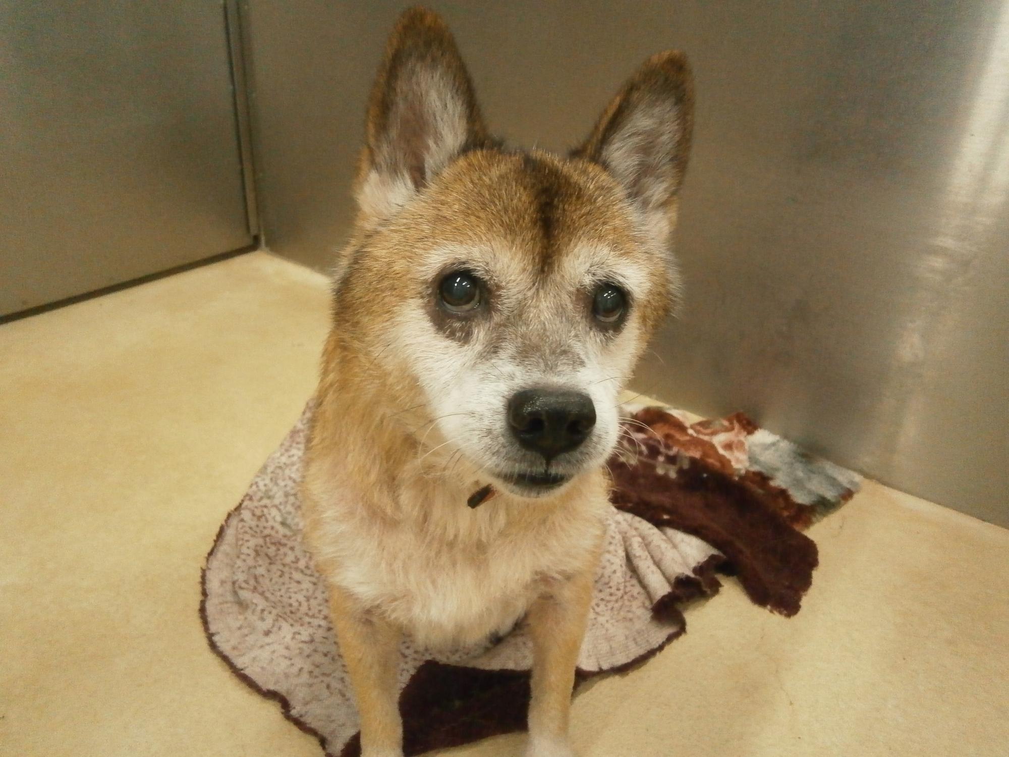 茶色の犬がこちらを見ています。
