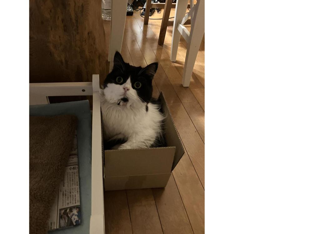 白黒の猫がこちらを見ています。