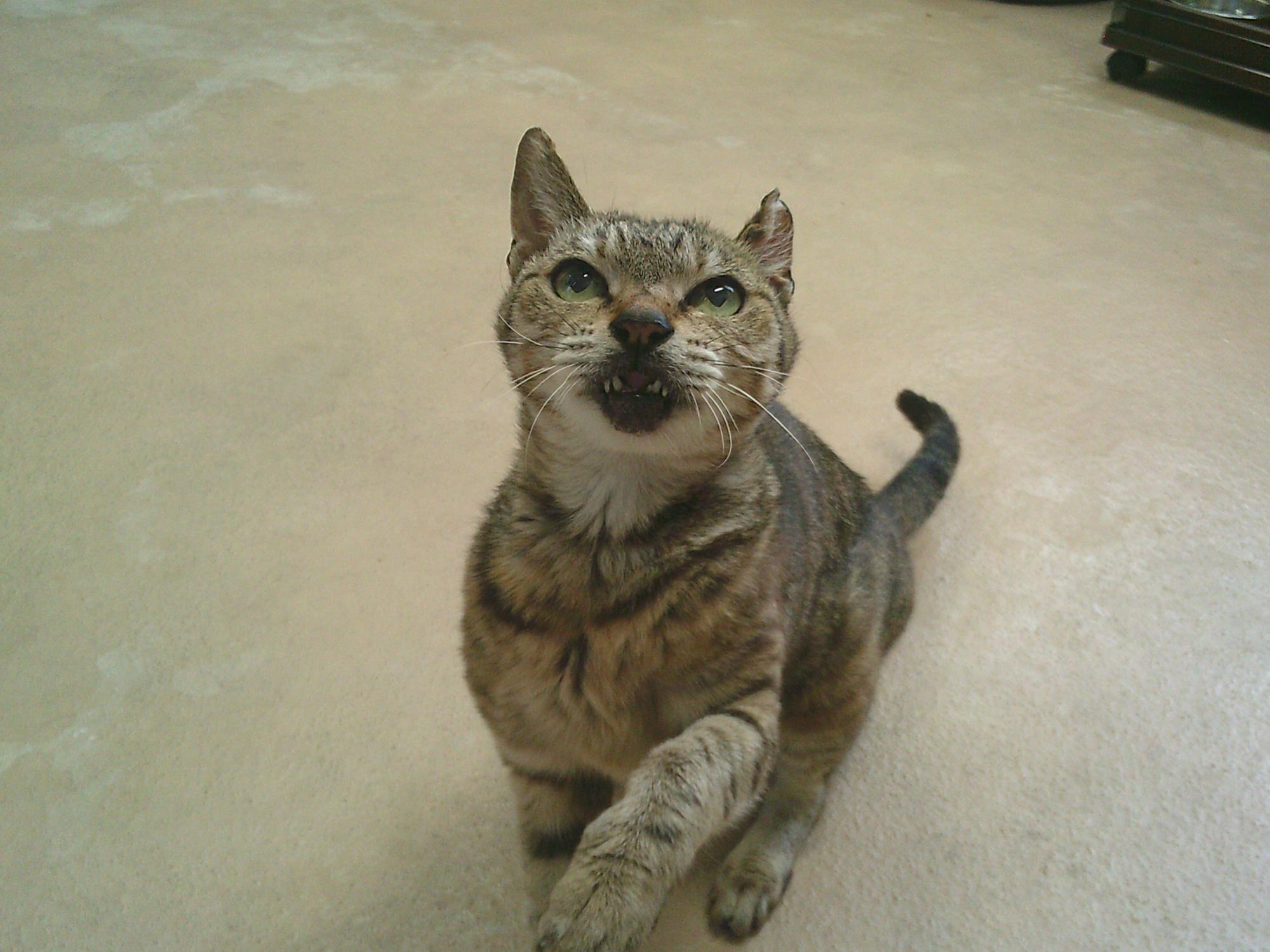 キジトラの猫がこちらを見ています。