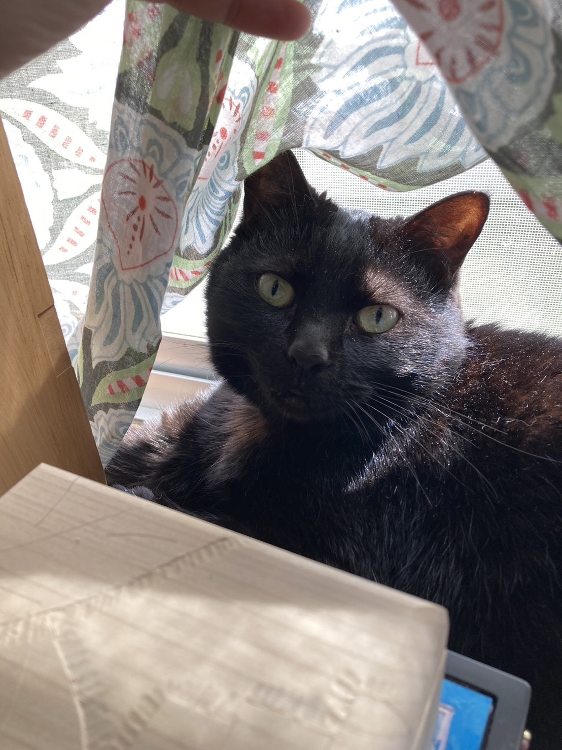 黒猫 座っている写真