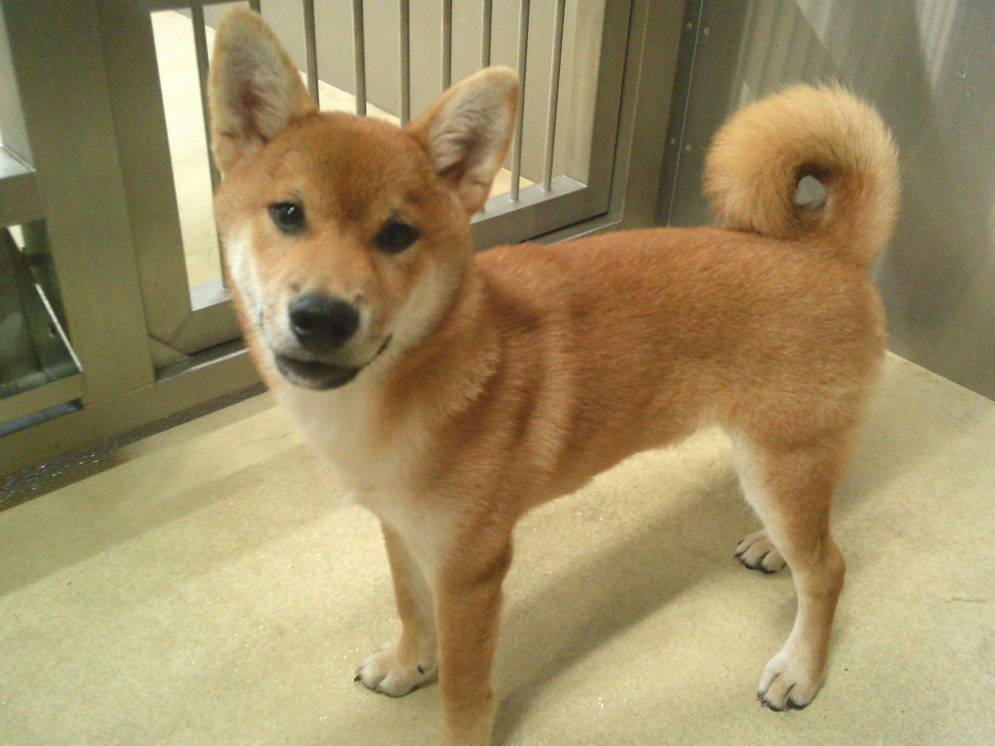 柴犬がこちらを見ています。
