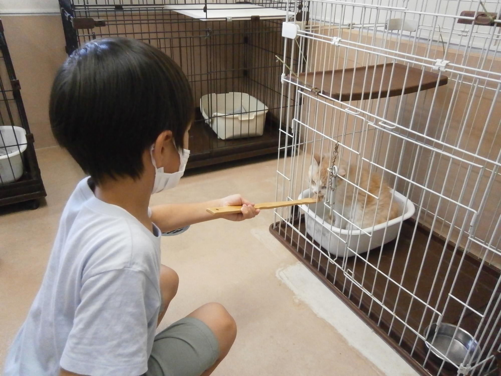 白いTシャツを着た小学生の男の子が孫の手を使って猫におやつをあげている写真