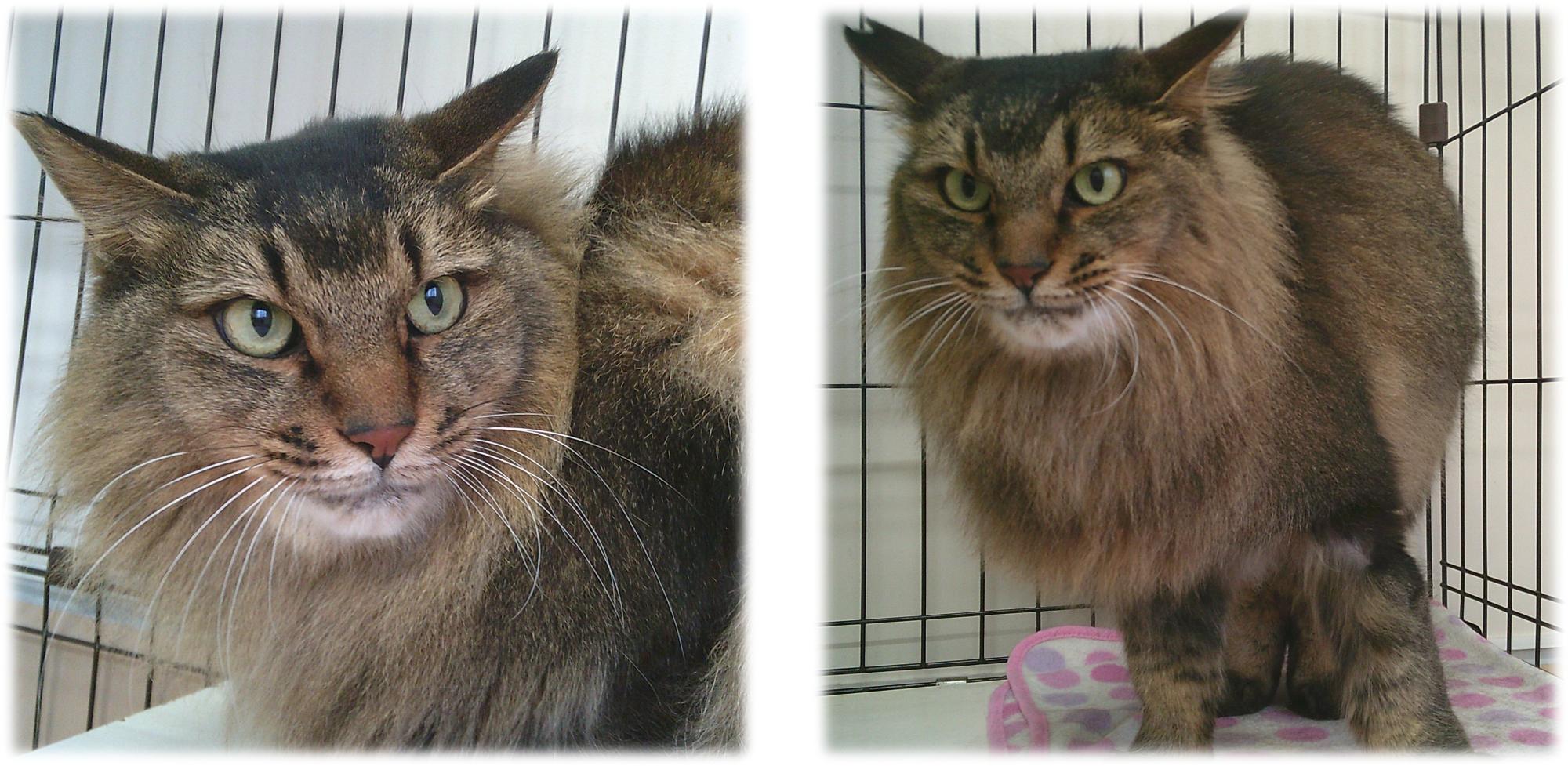 茶色の長毛猫がこちらを見ています。