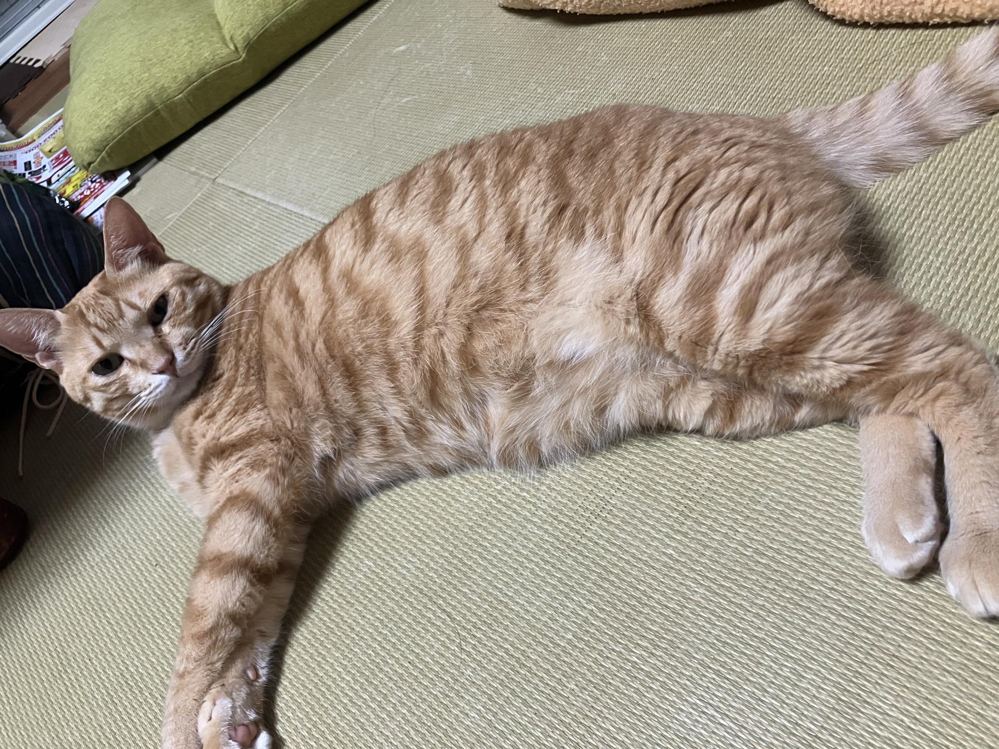 茶トラの猫がこちらを見ています