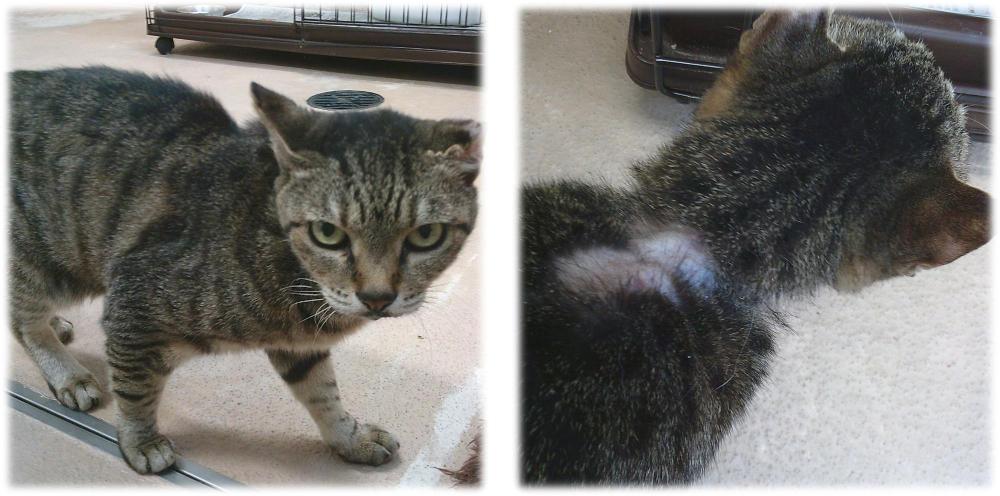 キジトラの猫がこちらを見ています。