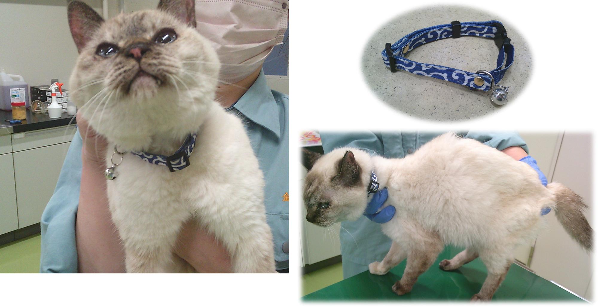 シャムネコ抱っこ