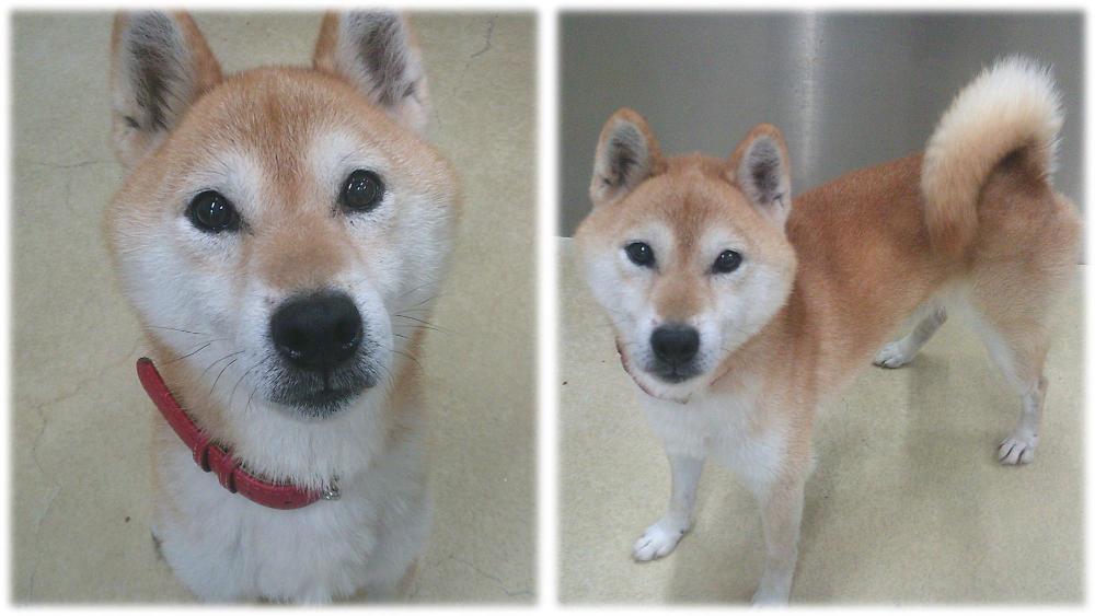 柴犬がこちらを見ています。