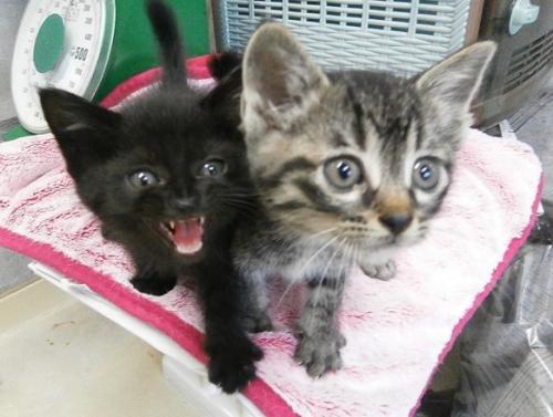 ピンク色のブランケットの上で寄り添っている黒い子猫とキジトラの子猫の写真