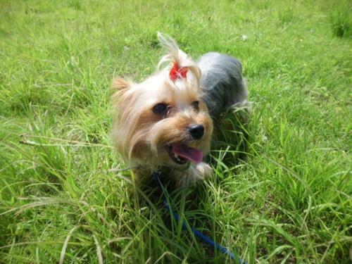 頭にリボンをつけた犬が芝生で遊んでいる写真