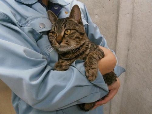 職員の腕に抱かれたキジトラ猫の写真