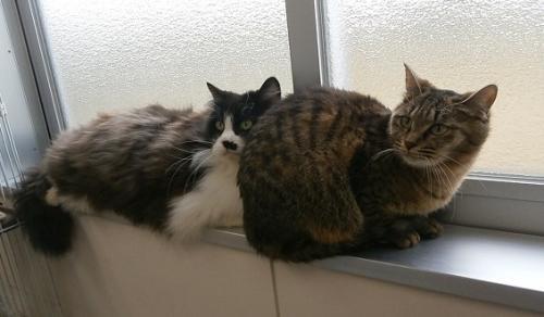 白と黒のハチワレの猫とキジトラの猫が窓の傍で寄り添っている写真