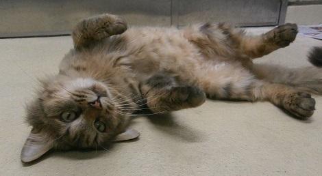 お腹を見せて床に寝転んでいるキジトラ猫の写真