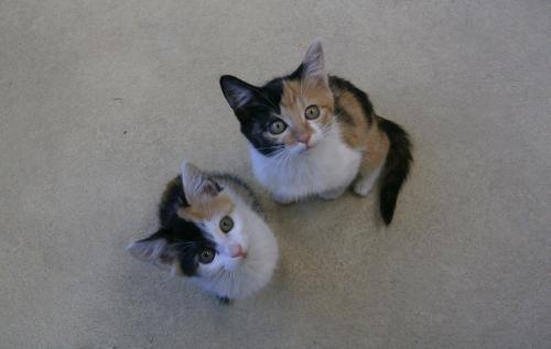 黒色と茶色の毛の2匹の猫の写真