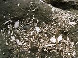 土に埋まっているたくさんの貝殻の写真