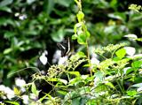 緑の葉がついている植物に黒いアオスジアゲハが一匹止まっている写真