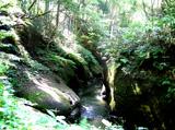樹木や植物が生い茂った岩場の間を流れている小川の写真