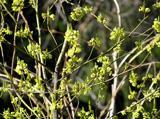 黄緑色の小さな花が枝に無数に咲いているオオバクロモジの写真
