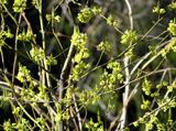 黄緑色の小さな花が枝に無数に咲いているオオバクロモジの写真