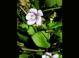薄い紫色の小さな花を咲かせているオオタチツボスミレの写真