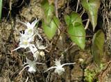 白色で4枚のまるい花びらと花弁状の8個の萼があるトキワイカリソウの写真