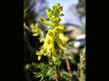 茎の先端に黄色い花を多数咲かせているミヤマキケマンの写真