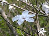 枝に咲いているタムシバの白い花の写真