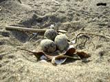 砂浜に産み落とされた3つのシロチドリの卵の写真