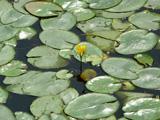 水面に浮かぶまるい葉の隙間に咲いている黄色いアサザの花の写真