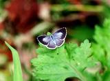 明るい青藍色で外縁部が黒褐色の翅のルリシジミが葉っぱにとまっている写真