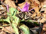 翅が黄色と黒の縦じま模様で、後翅の外側に青や橙、赤色の斑紋があるギフチョウが紫色のカタクリの花にとまっている写真